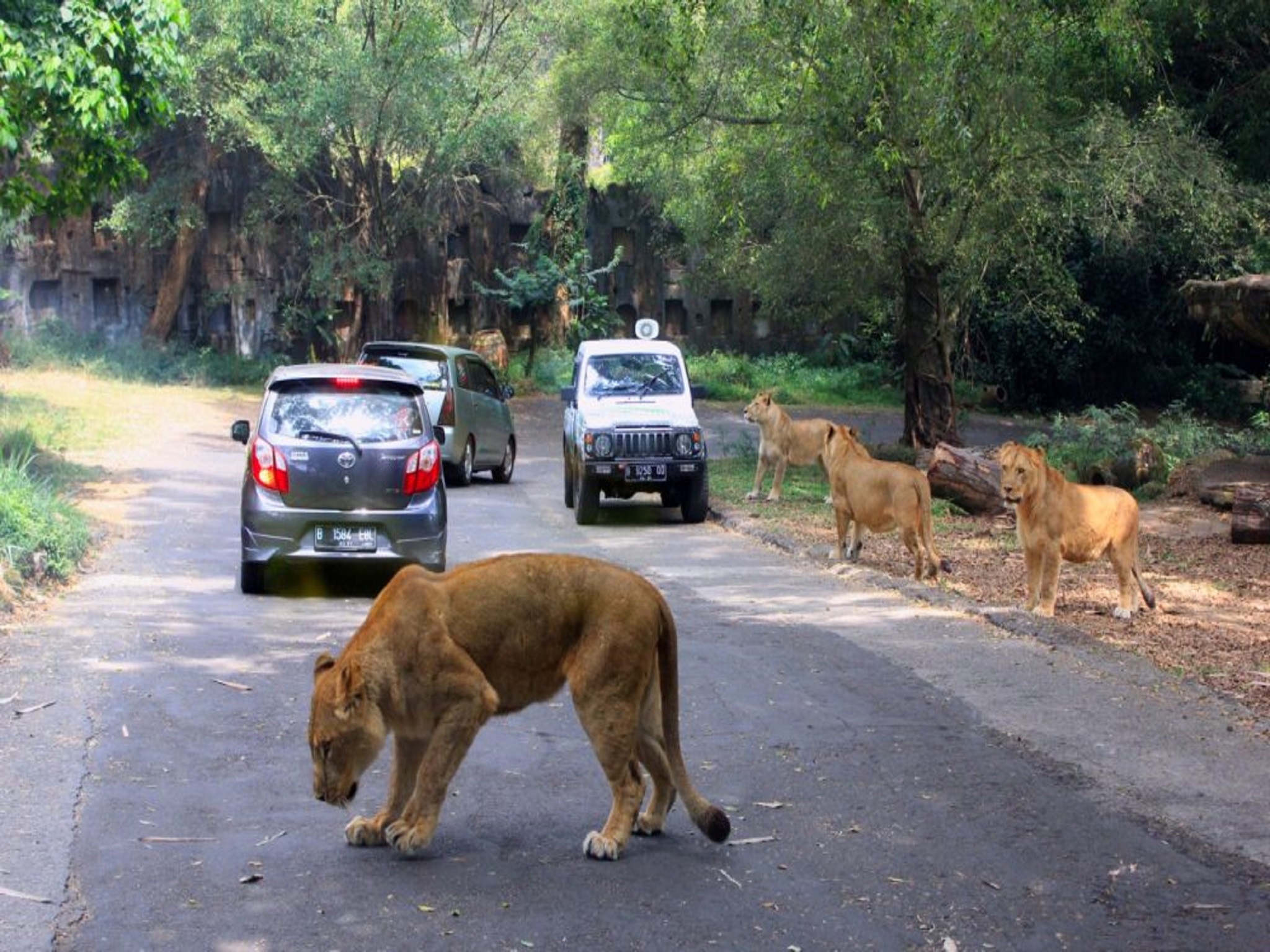 حديقة بوجور سفاري